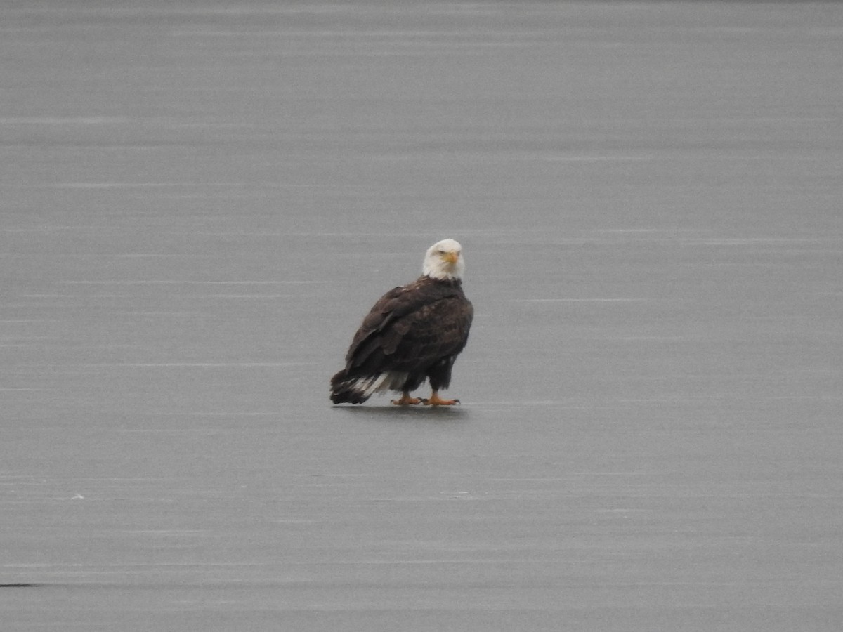 Bald Eagle - ML632231160