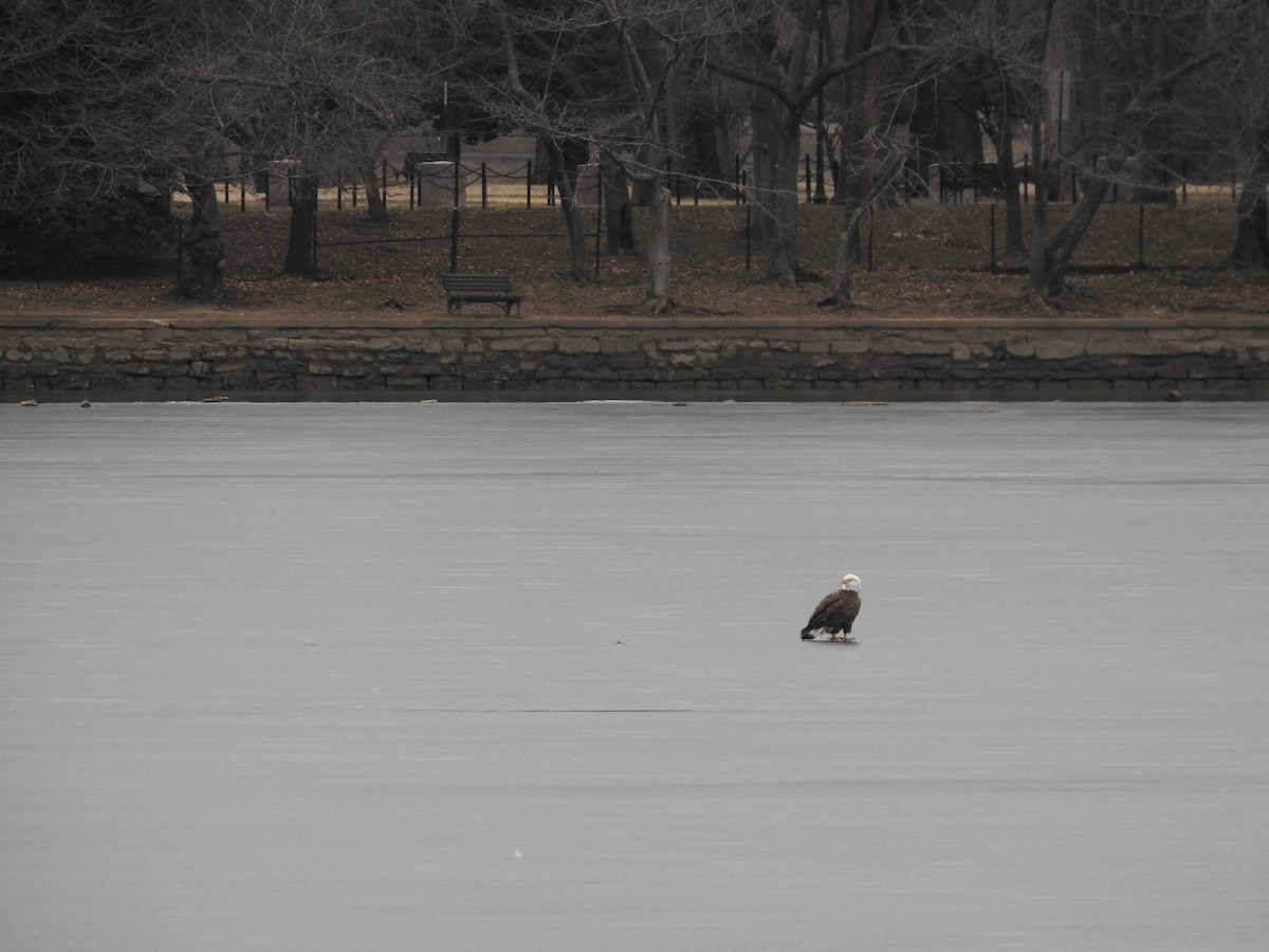 Bald Eagle - ML632231163