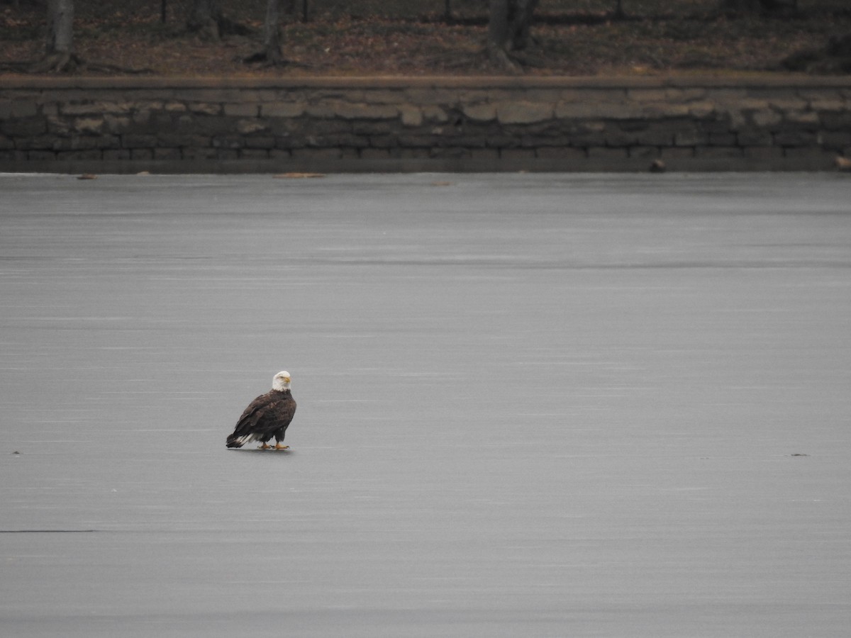 Bald Eagle - ML632231174