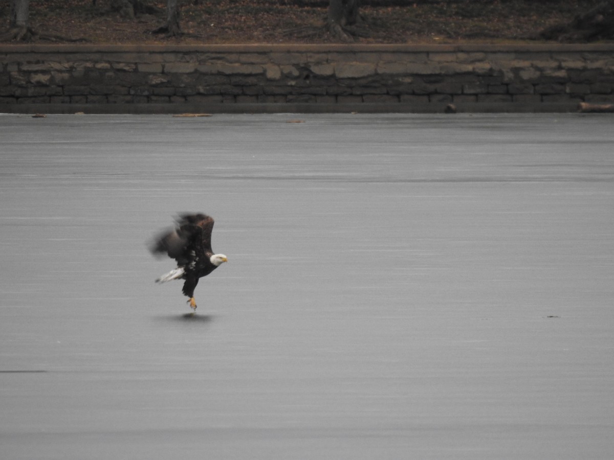 Bald Eagle - ML632231179