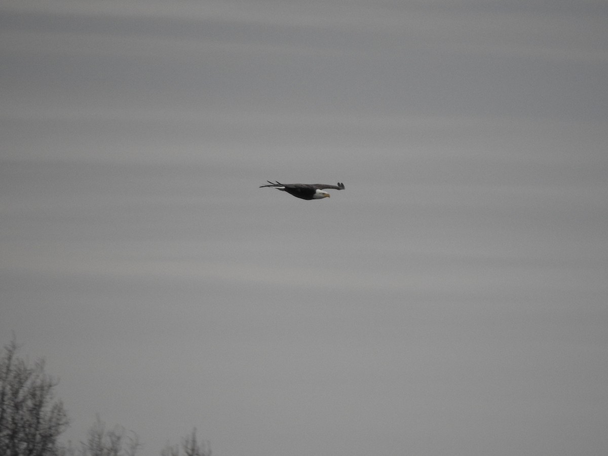 Bald Eagle - ML632231187