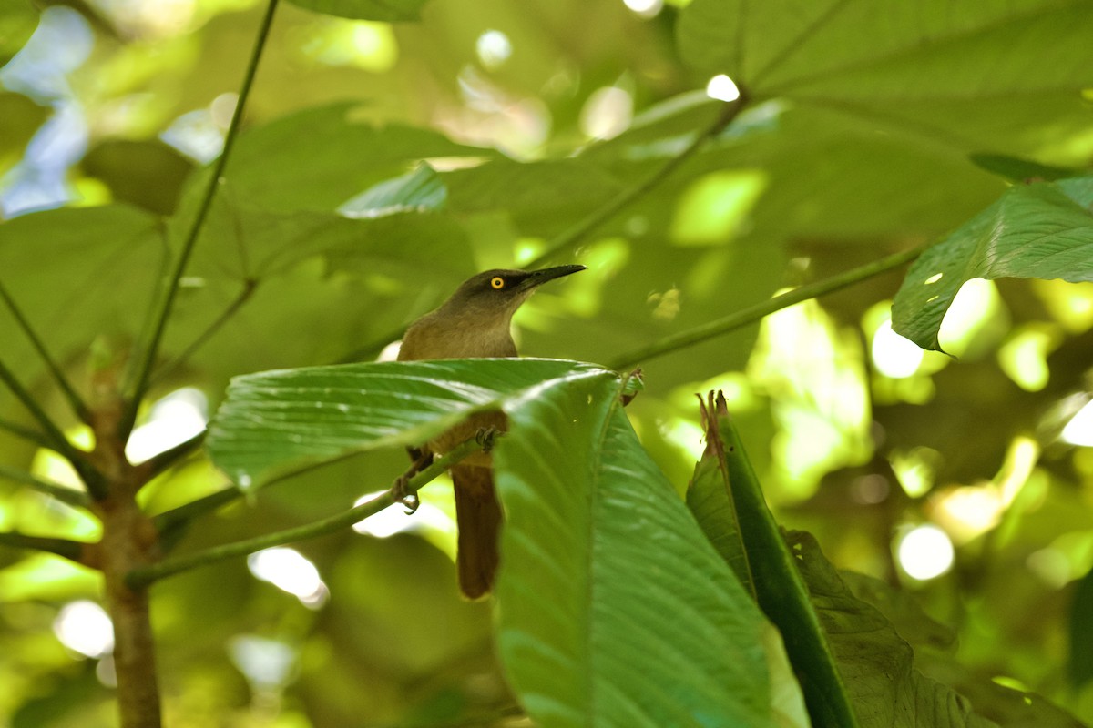 Brown Trembler - ML632231277