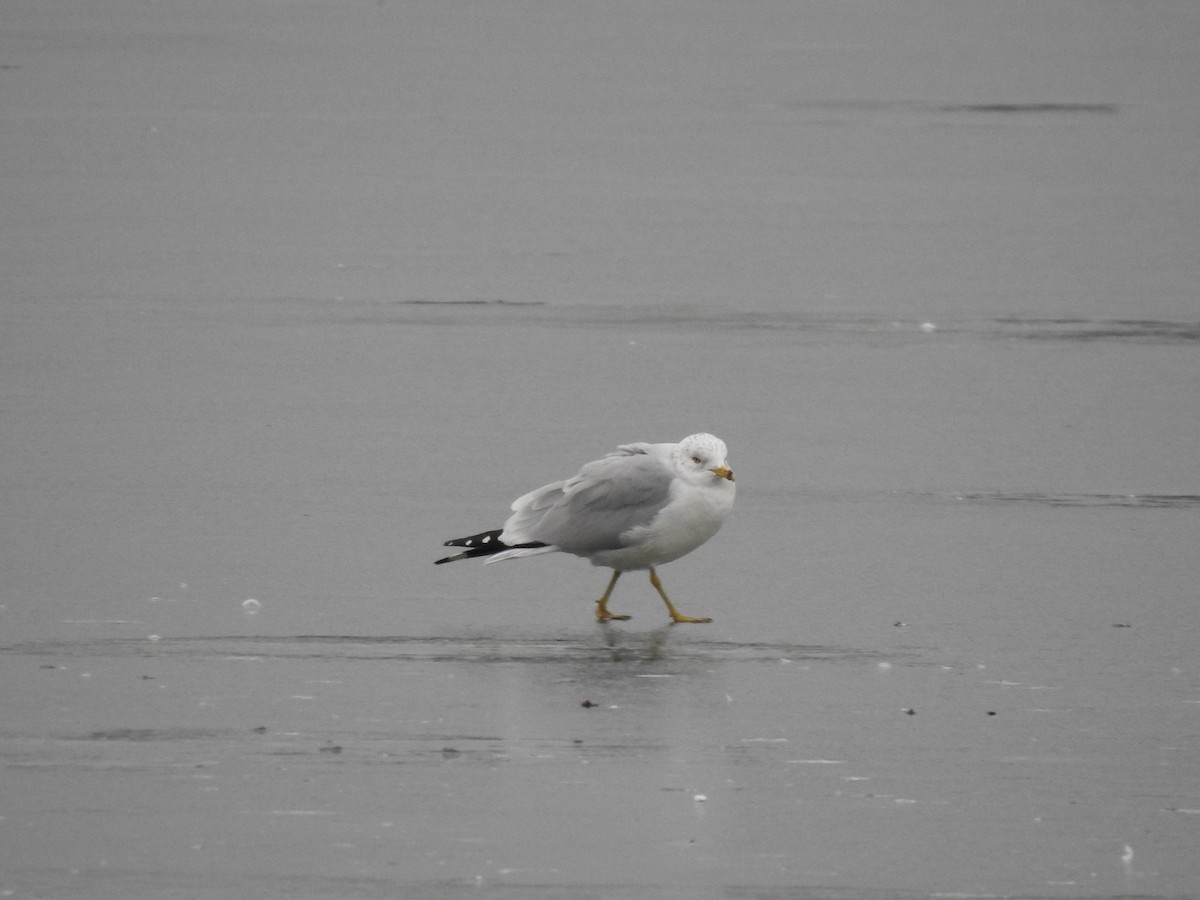 Ring-billed Gull - ML632231354