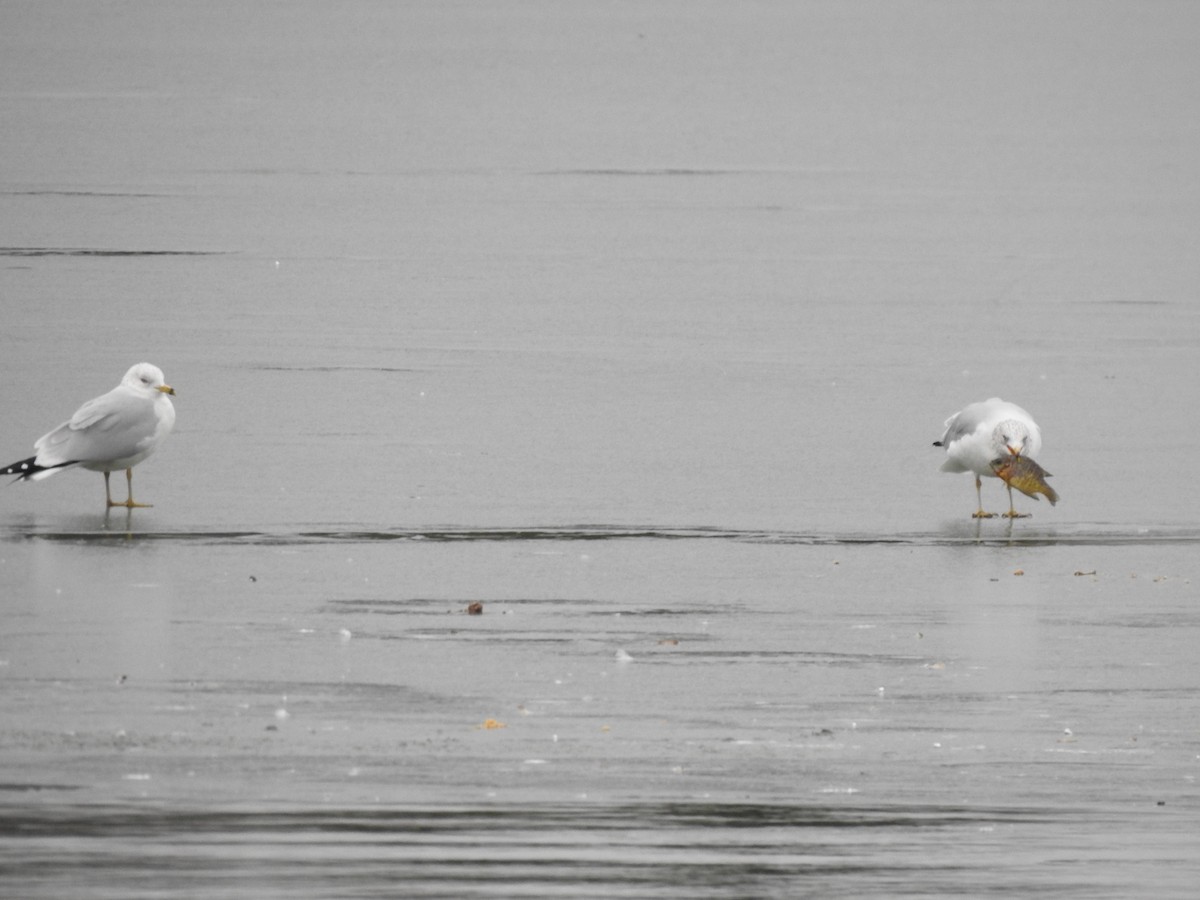 Ring-billed Gull - ML632231357