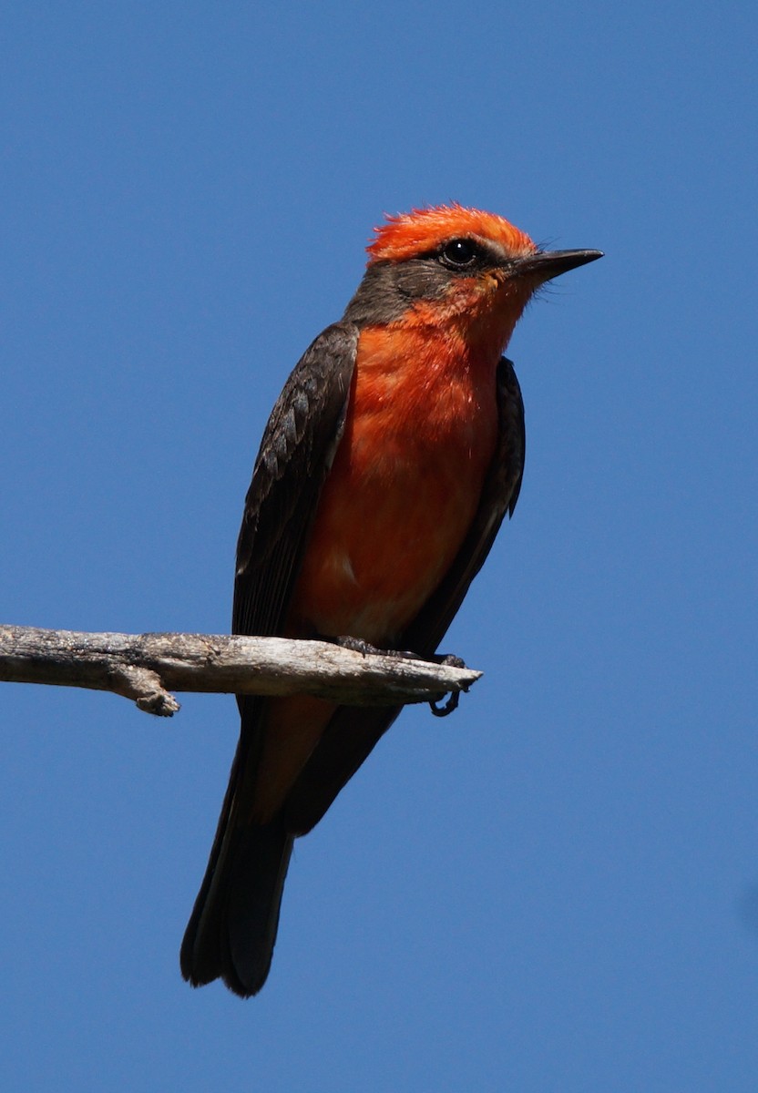 Vermilion Flycatcher - ML63223141