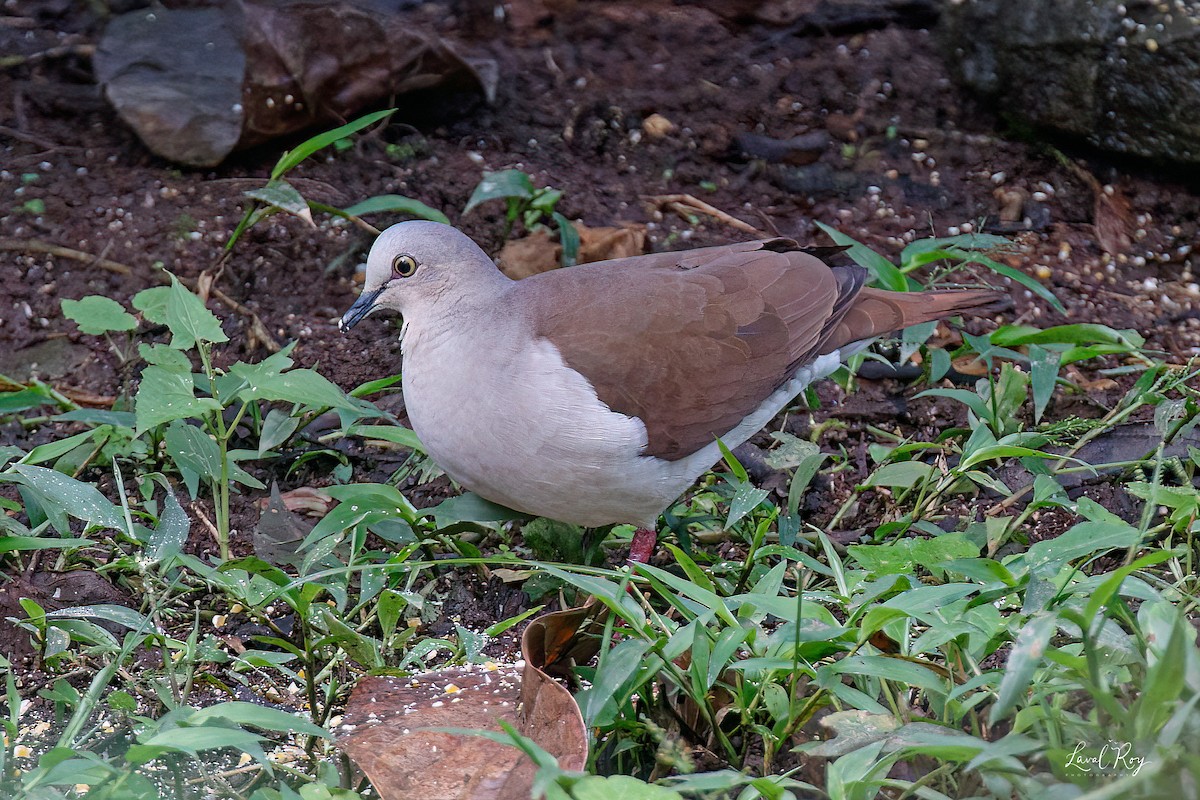 Pallid Dove - ML632231426