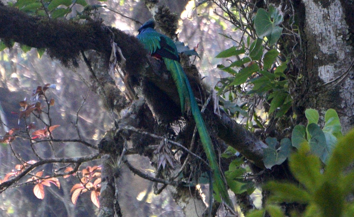 Quetzal resplendissant (mocinno) - ML632231554