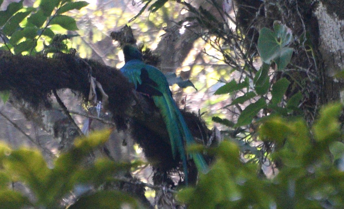Quetzal resplendissant (mocinno) - ML632231555