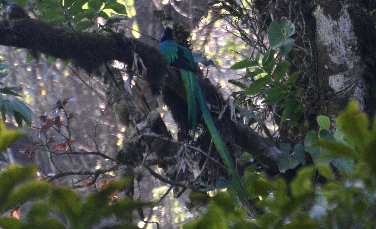 Quetzal resplendissant (mocinno) - ML632231556