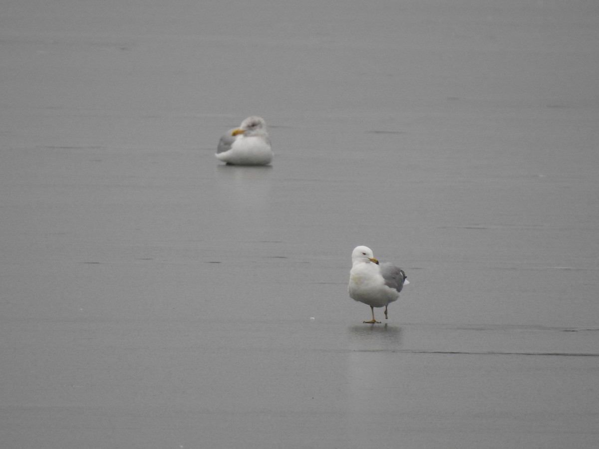 Ring-billed Gull - ML632231582