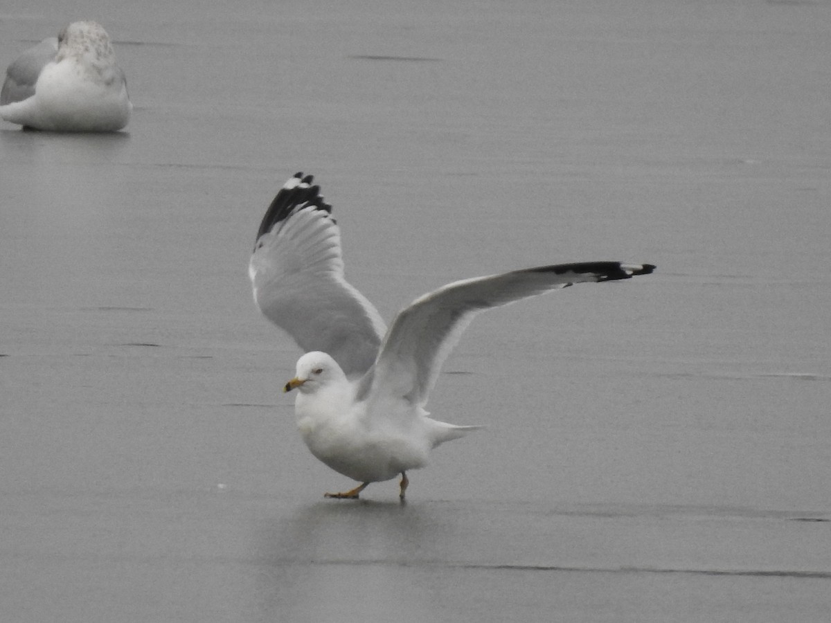 Ring-billed Gull - ML632231597