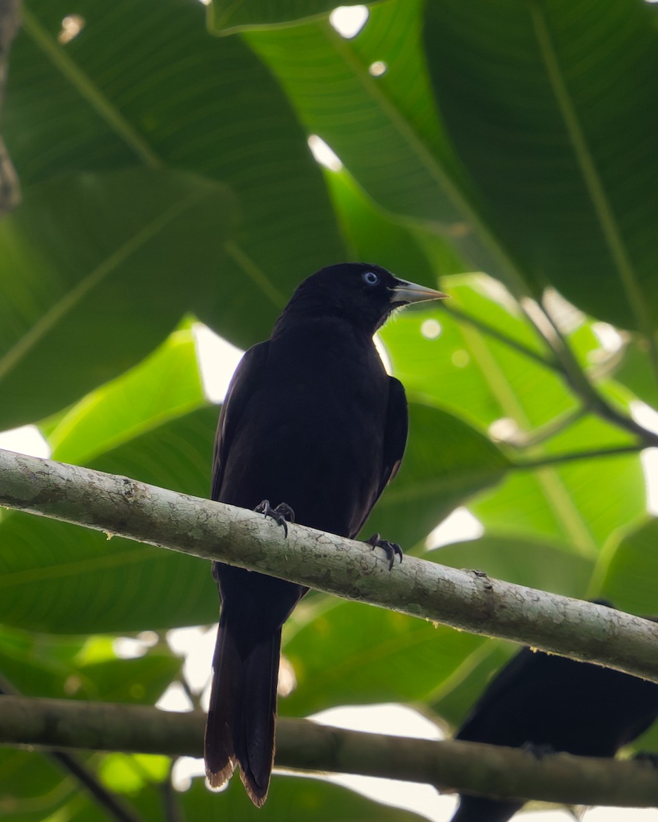 Ecuadorian Cacique - ML632231774