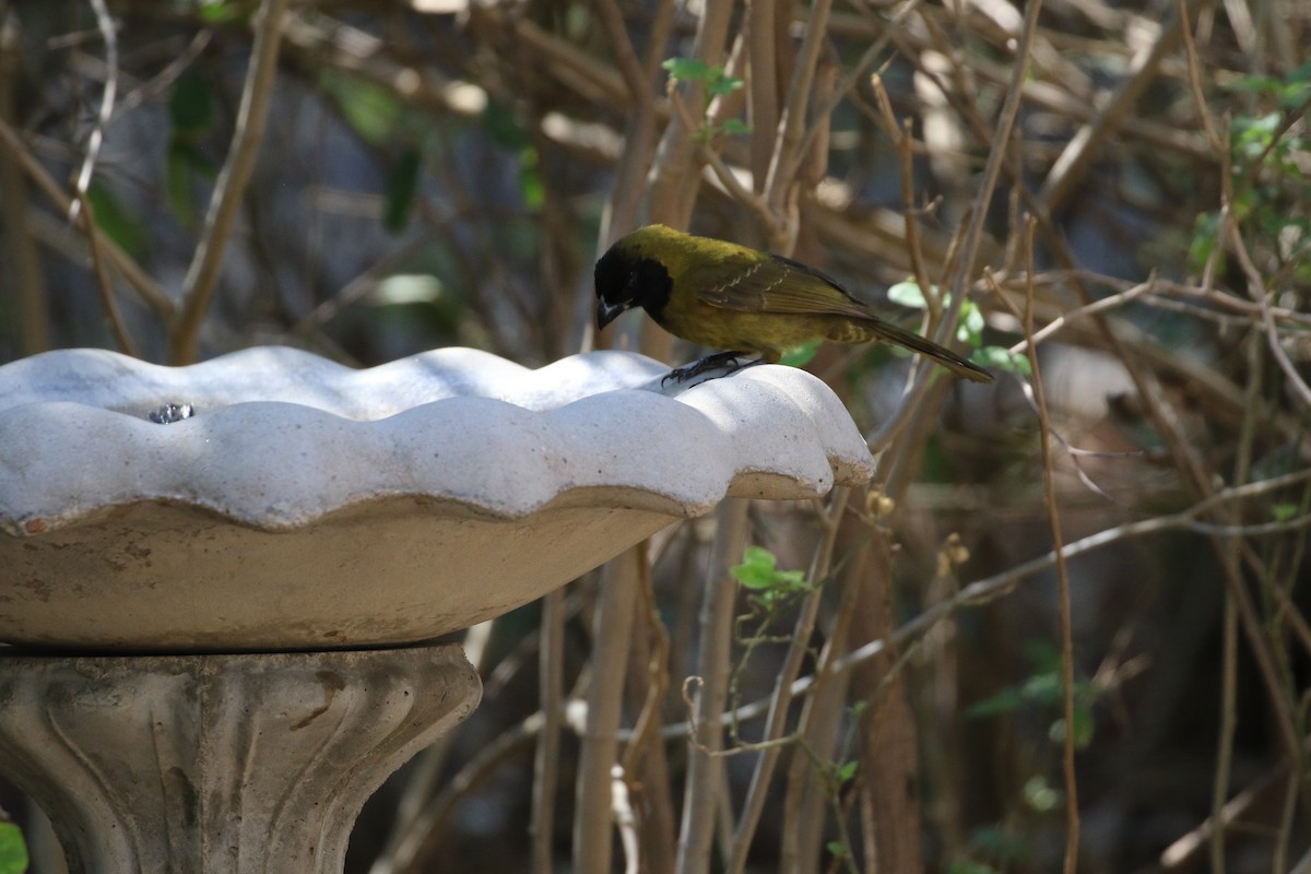 Crimson-collared Grosbeak - ML632232097