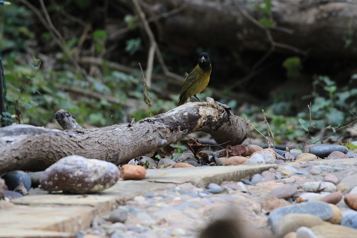 Crimson-collared Grosbeak - ML632232108
