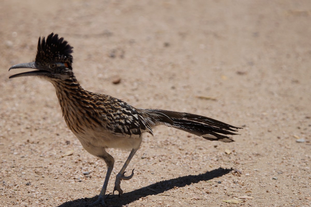 Greater Roadrunner - ML63223211