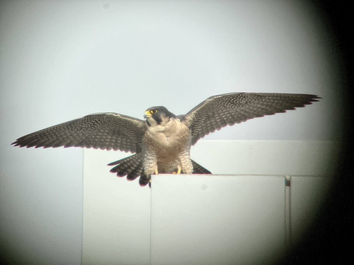 Peregrine Falcon - ML632232115