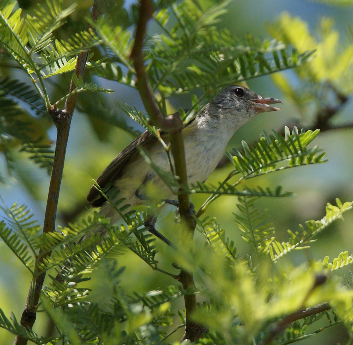 Braunaugenvireo (arizonae) - ML63223221