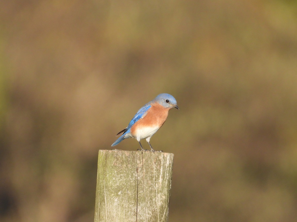 Eastern Bluebird - ML632232223