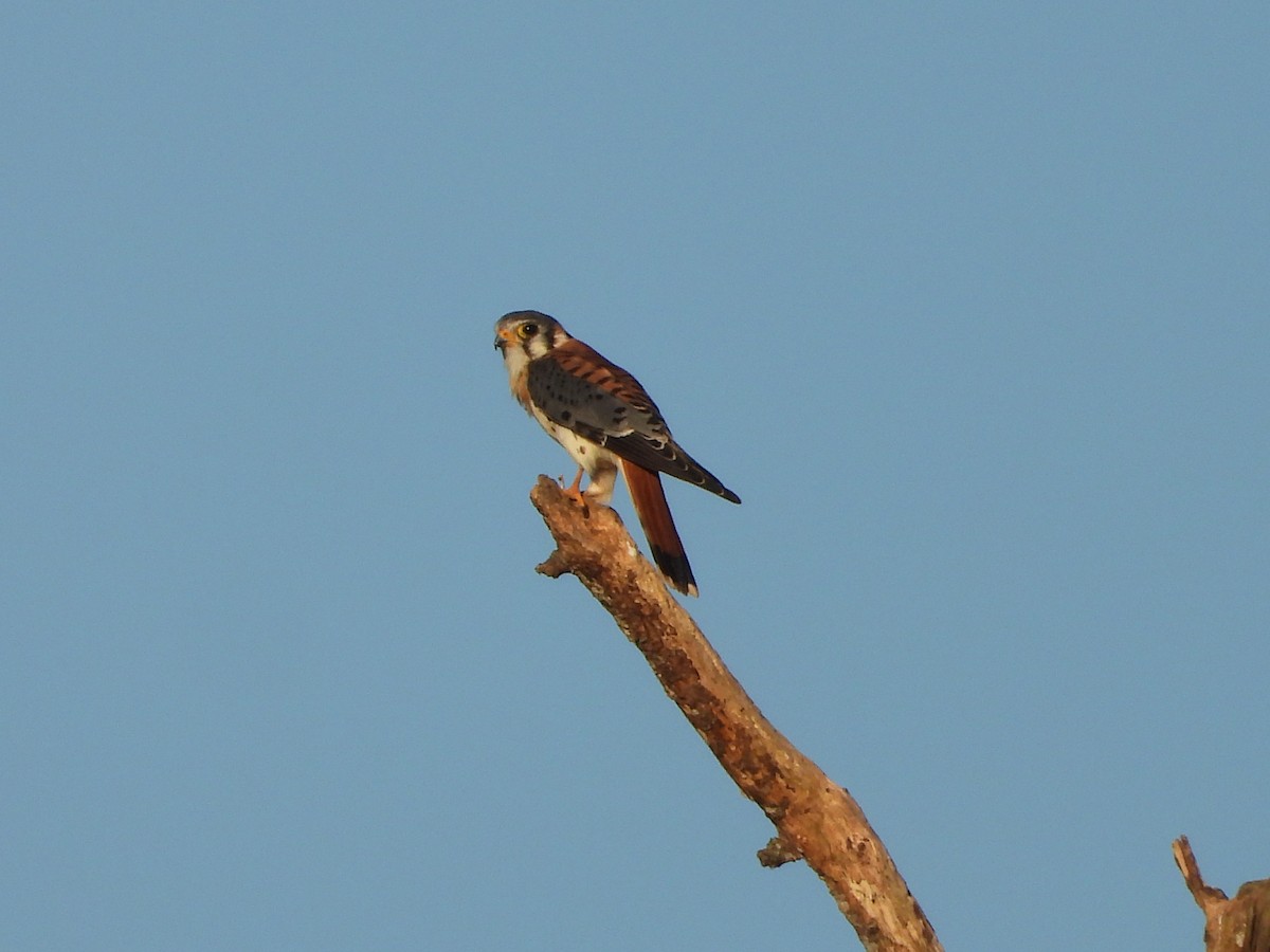 American Kestrel - ML632232280
