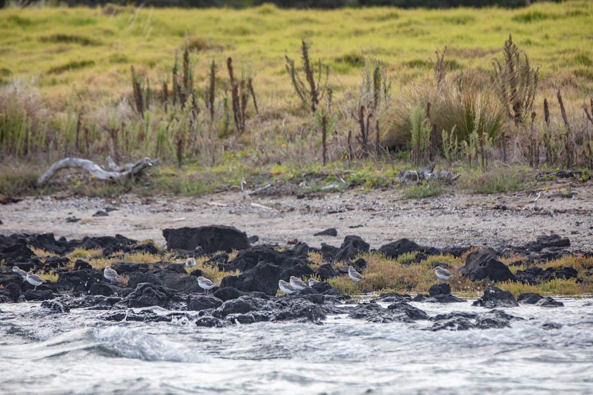 Red-breasted Dotterel - ML632232349