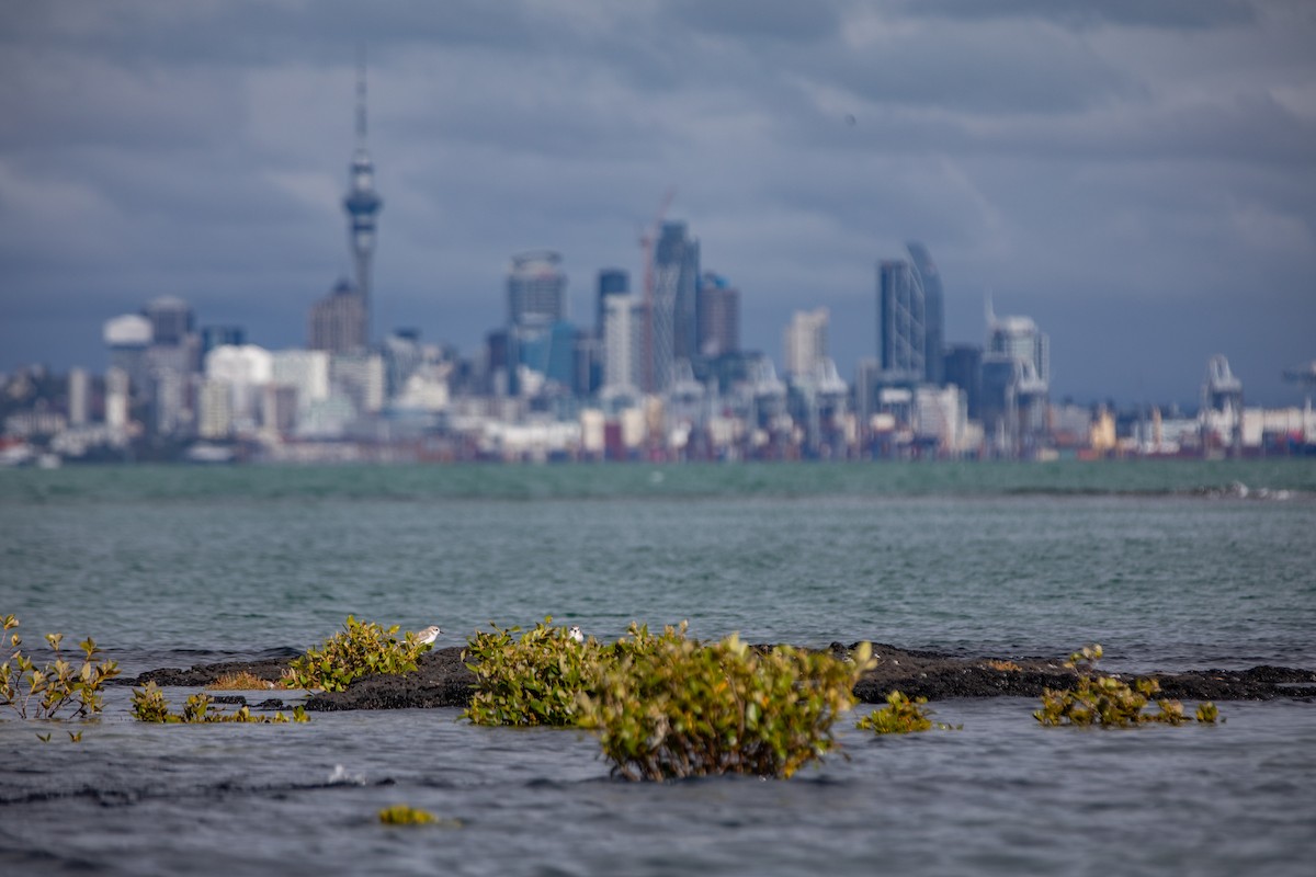 Red-breasted Dotterel - ML632232350