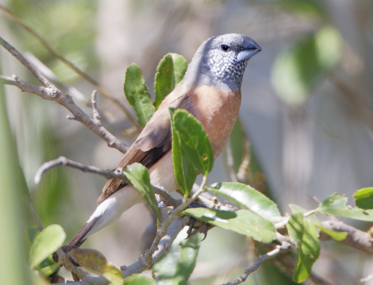 Gray-headed Silverbill - ML632232374