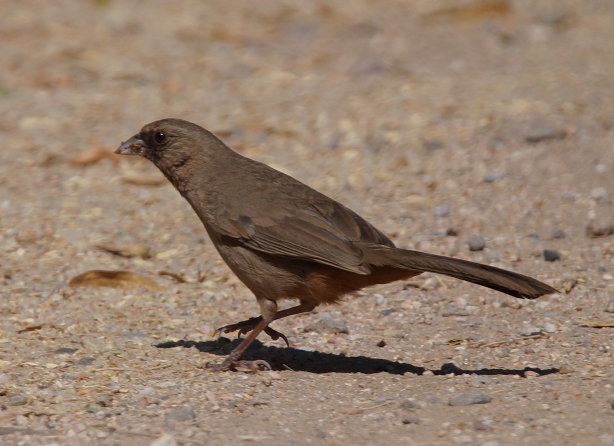 Abert's Towhee - Samuel Murray