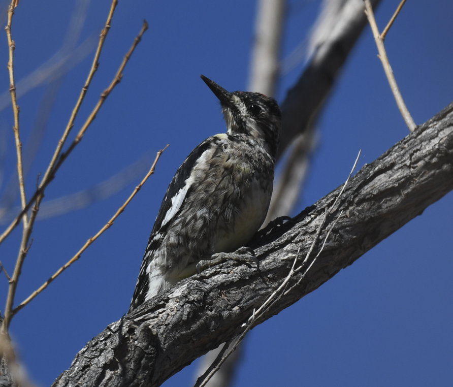 Yellow-bellied Sapsucker - ML632232582