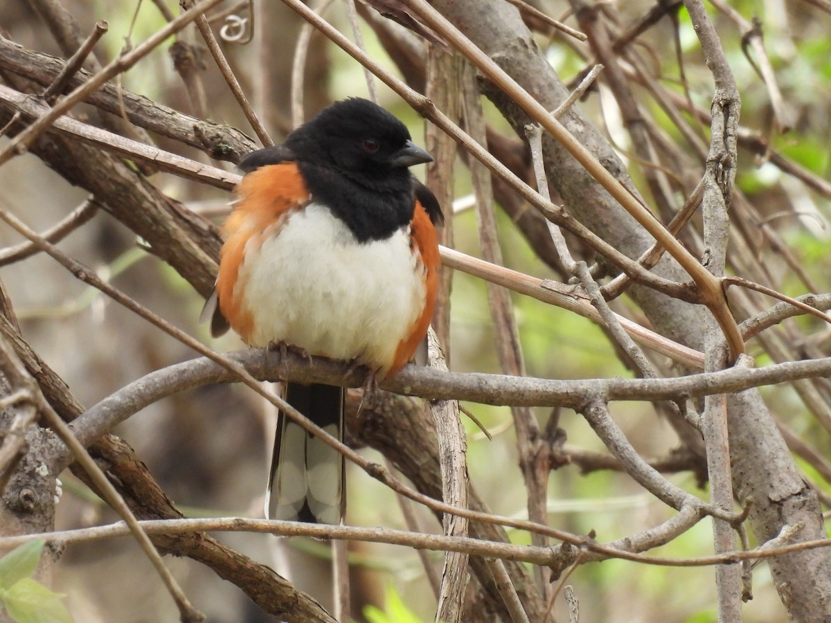 Eastern Towhee - ML632232601