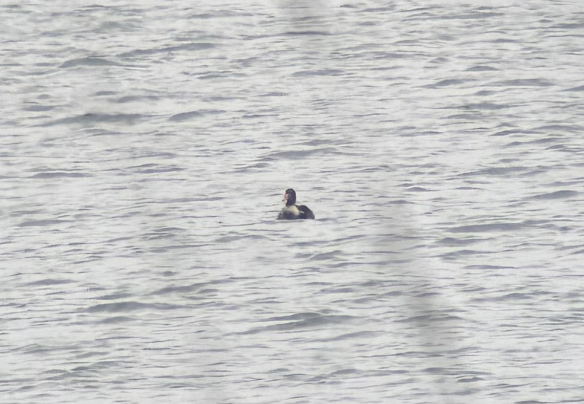 King Eider - ML632232625
