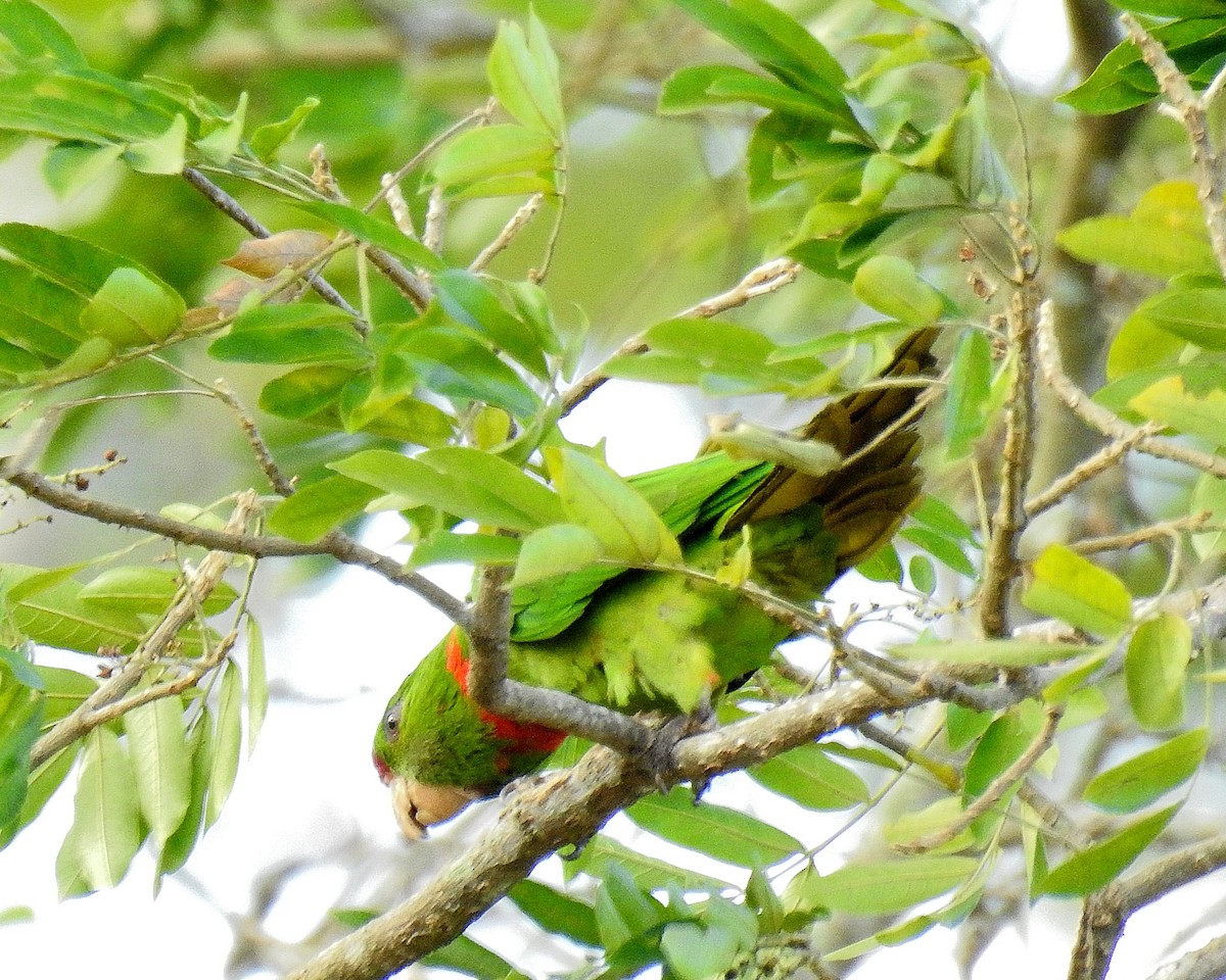 Scarlet-fronted Parakeet - ML632232683