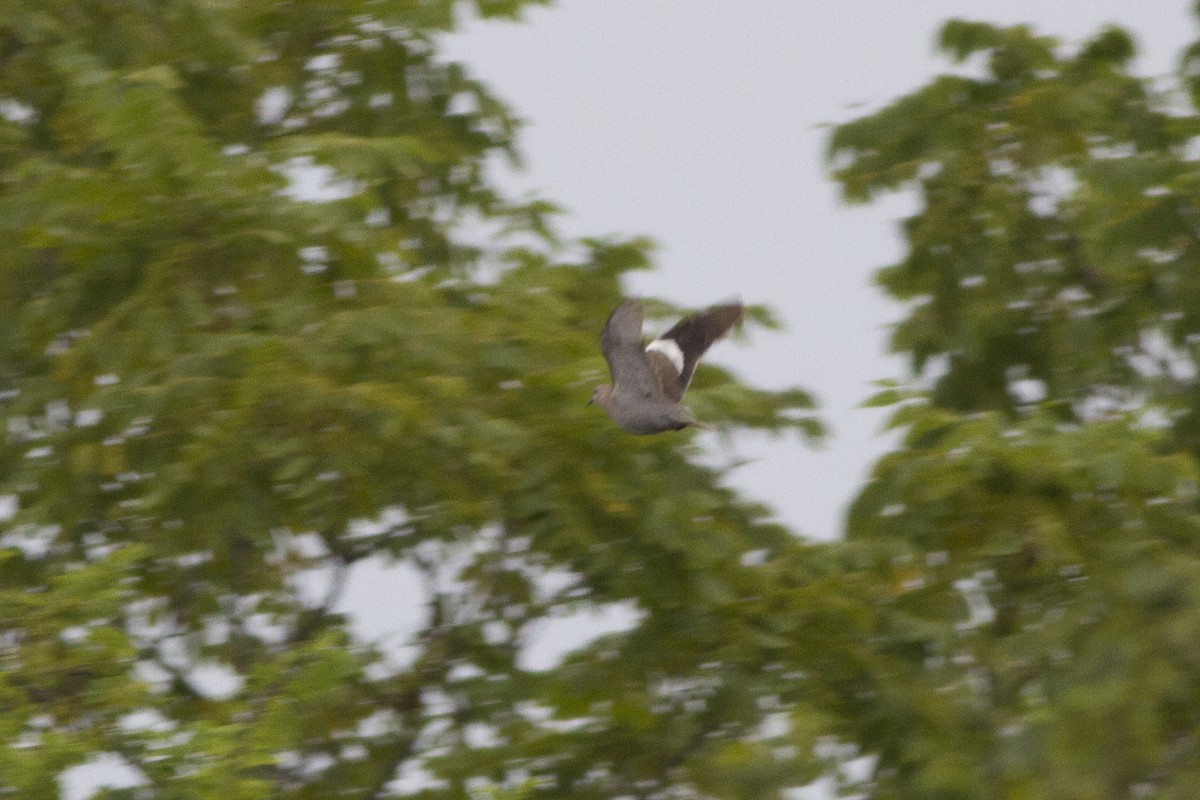 White-winged Dove - ML63223271