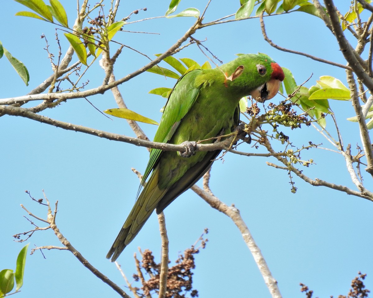 Scarlet-fronted Parakeet - ML632232713