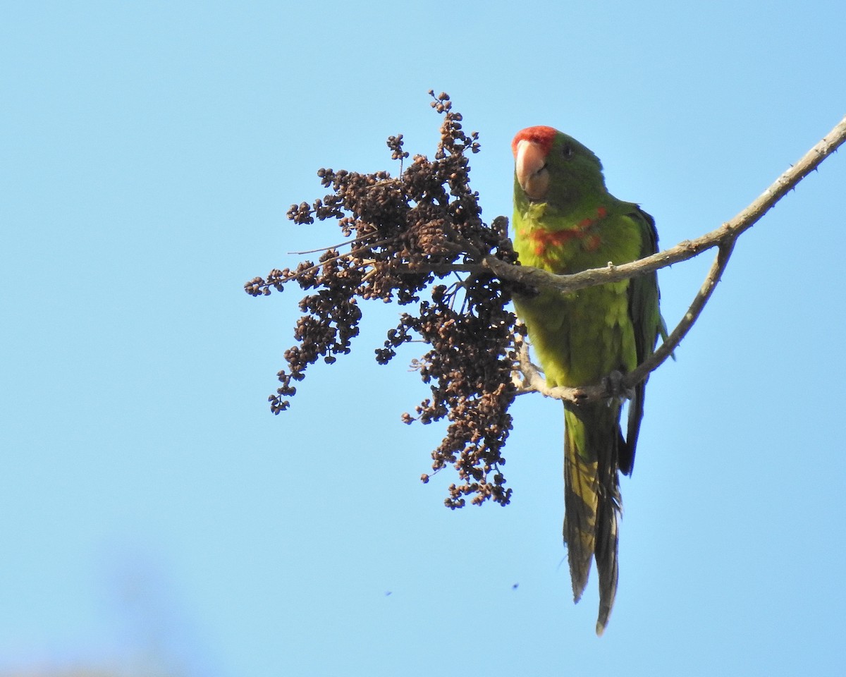 Scarlet-fronted Parakeet - ML632232726