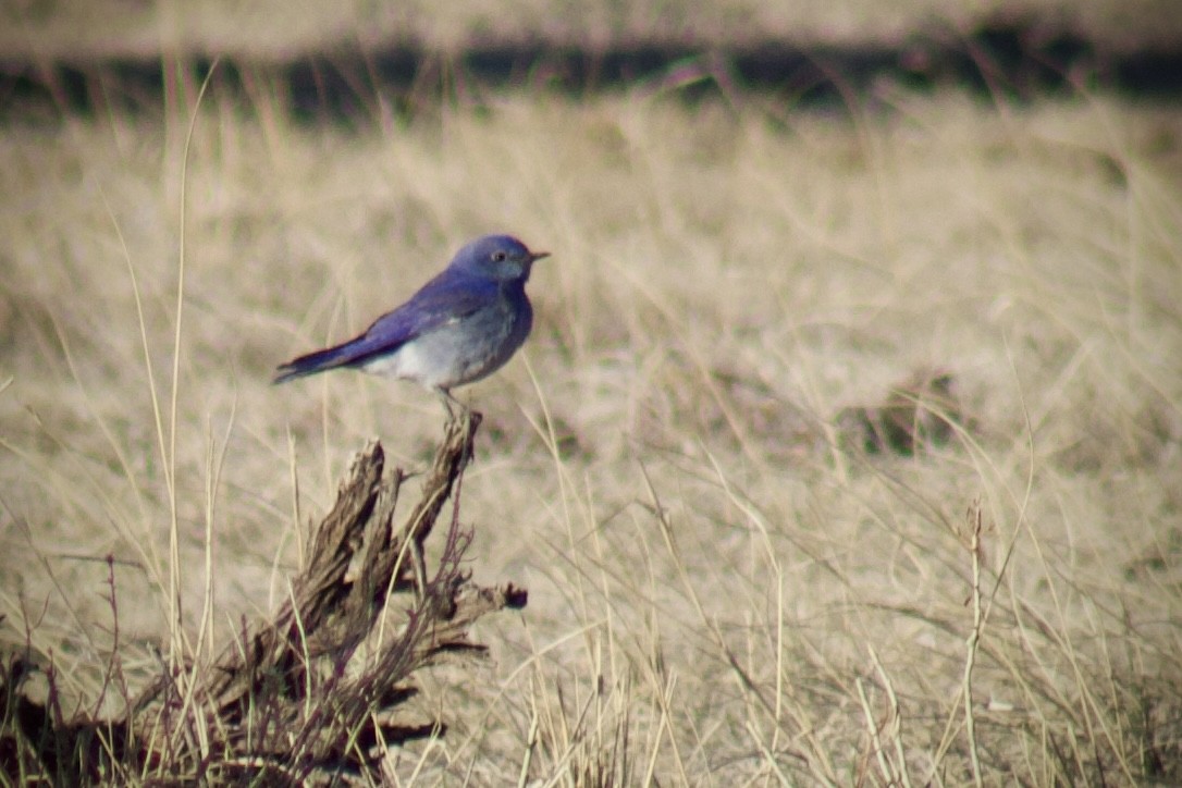 Mountain Bluebird - ML632232747