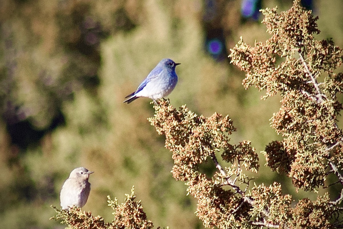Mountain Bluebird - ML632232759