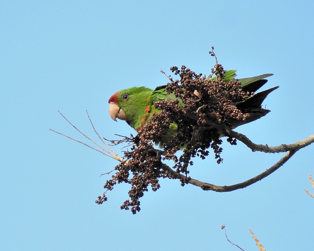 Scarlet-fronted Parakeet - ML632232831
