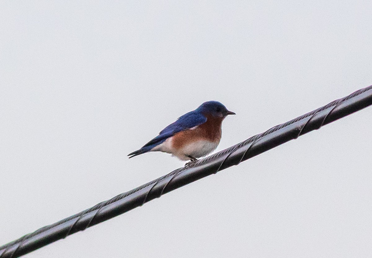 Eastern Bluebird - ML632232990