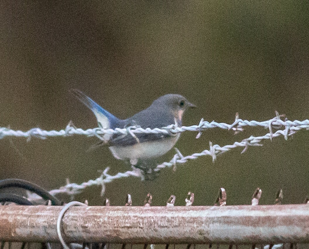 Eastern Bluebird - ML632233024