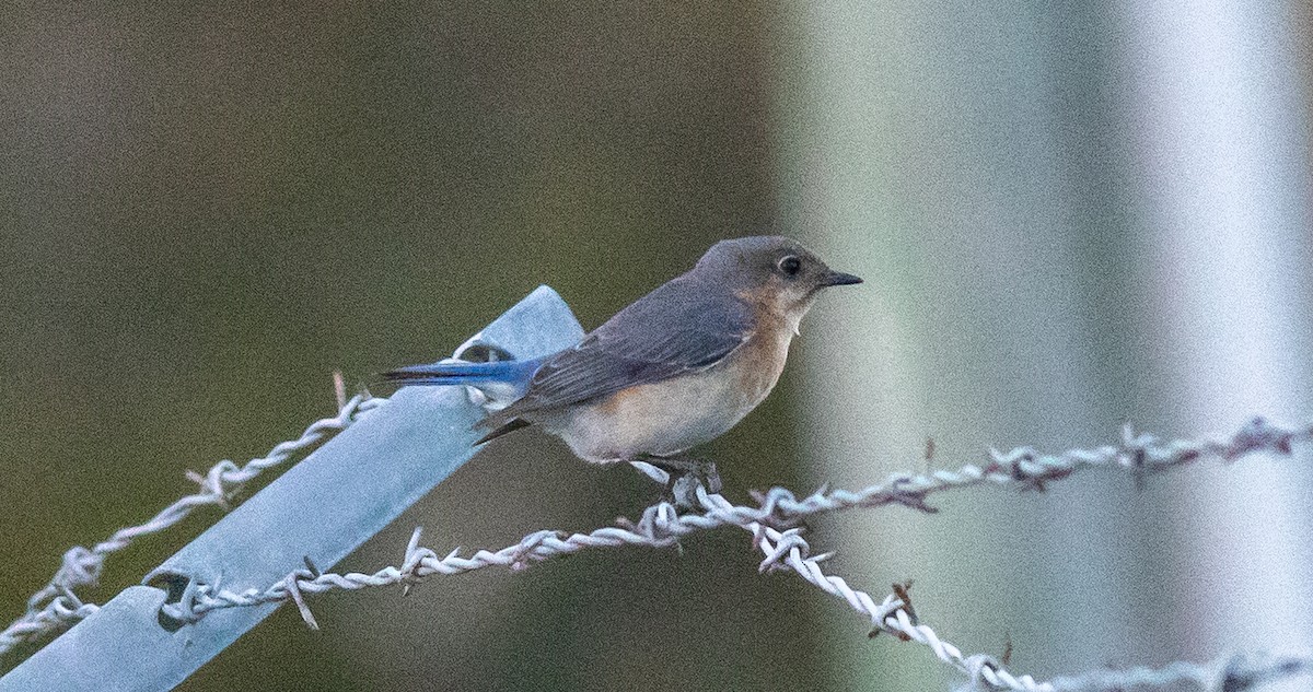 Eastern Bluebird - ML632233025
