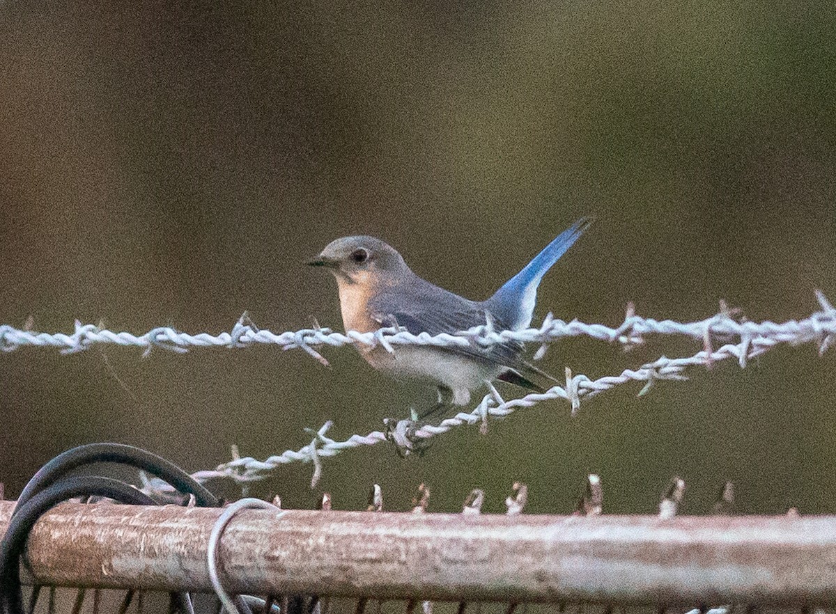 Eastern Bluebird - ML632233026
