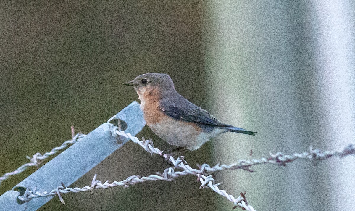 Eastern Bluebird - ML632233030