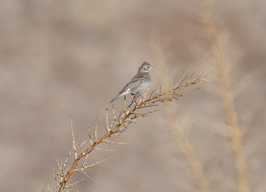 Vesper Sparrow - ML632233276