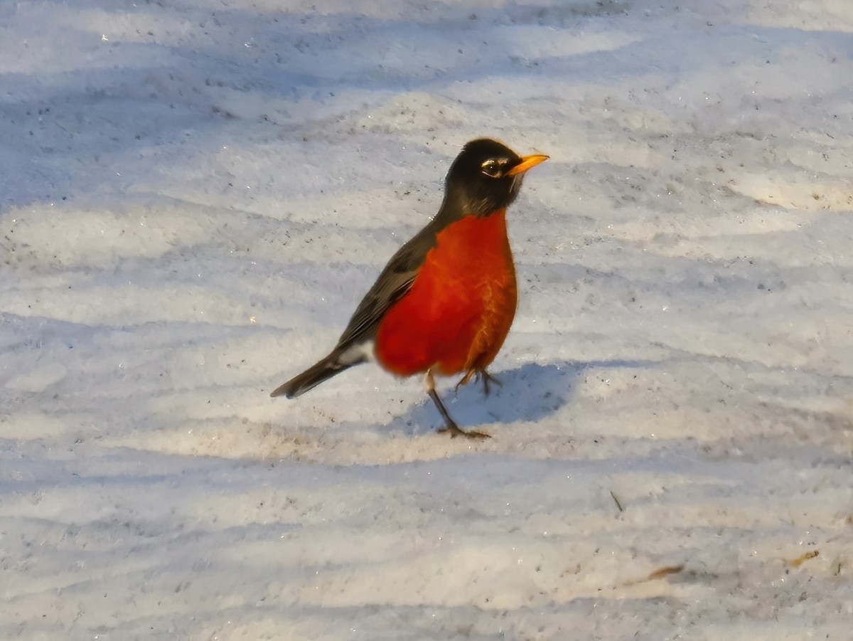 American Robin - ML632233304