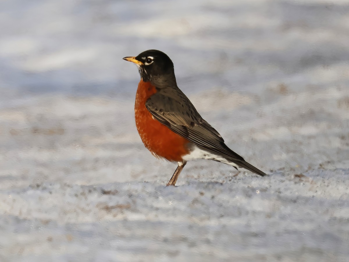 American Robin - ML632233305