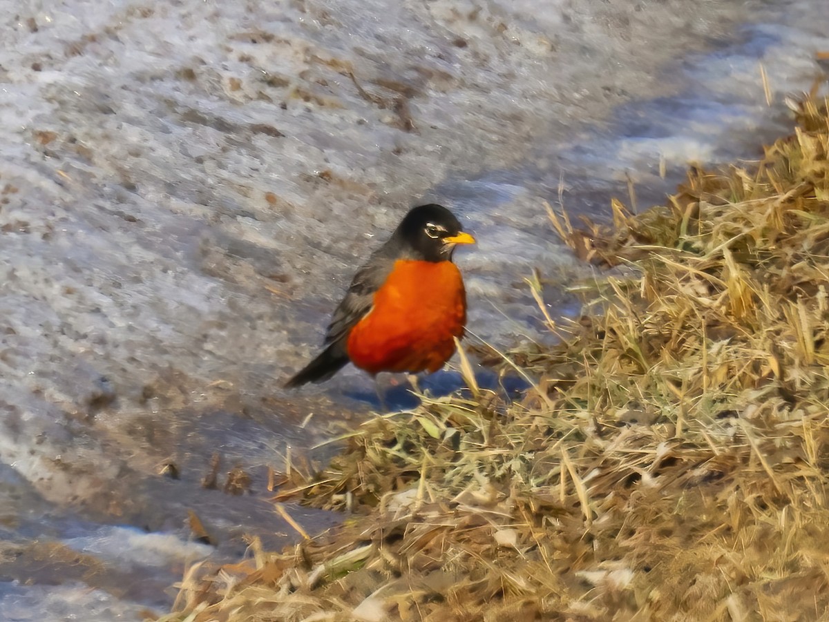 American Robin - ML632233306