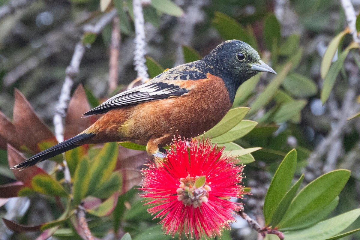 Orchard Oriole - ML632233357