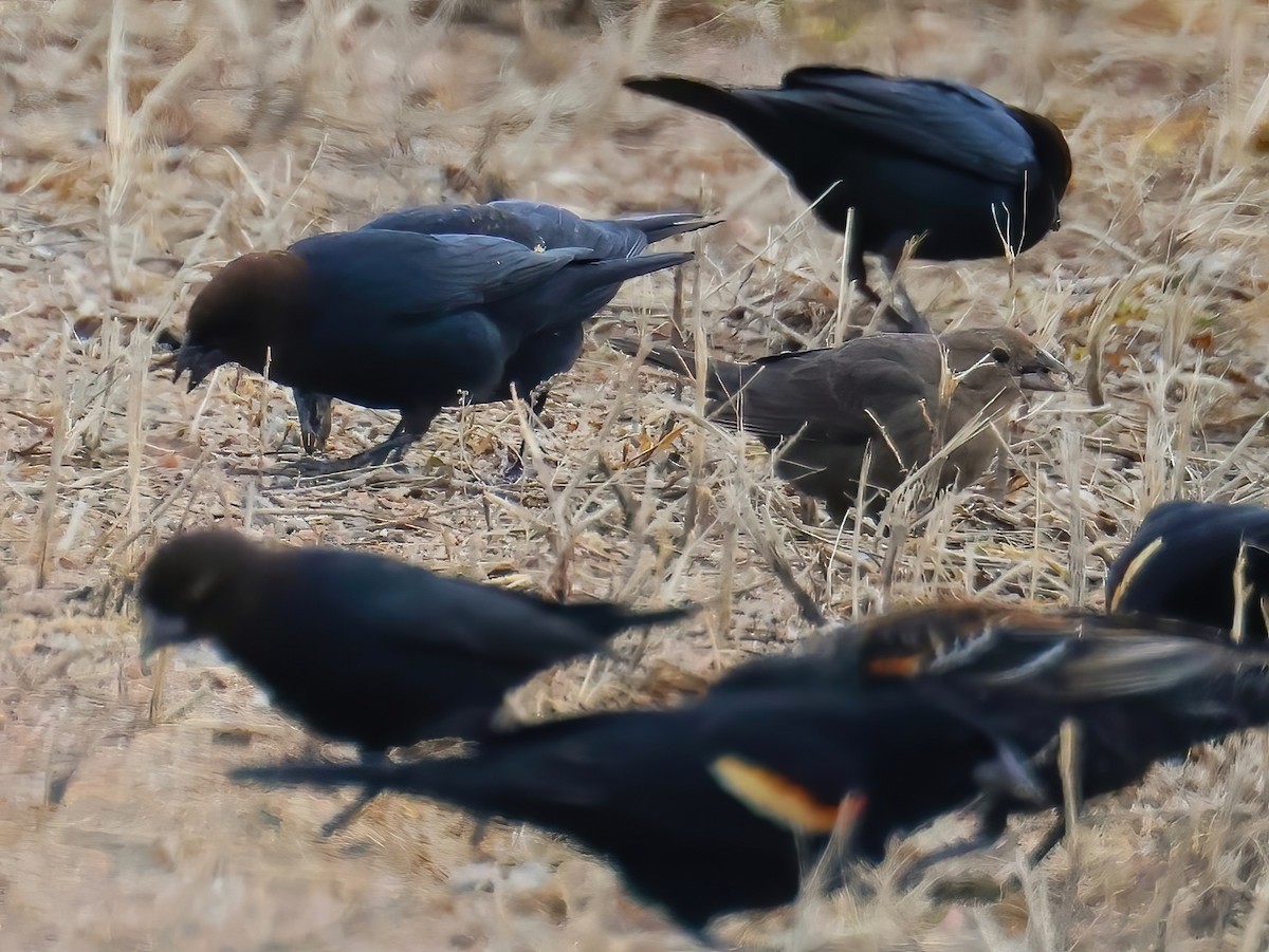 コウウチョウ - ML632233471