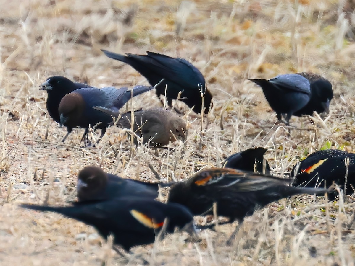 コウウチョウ - ML632233472