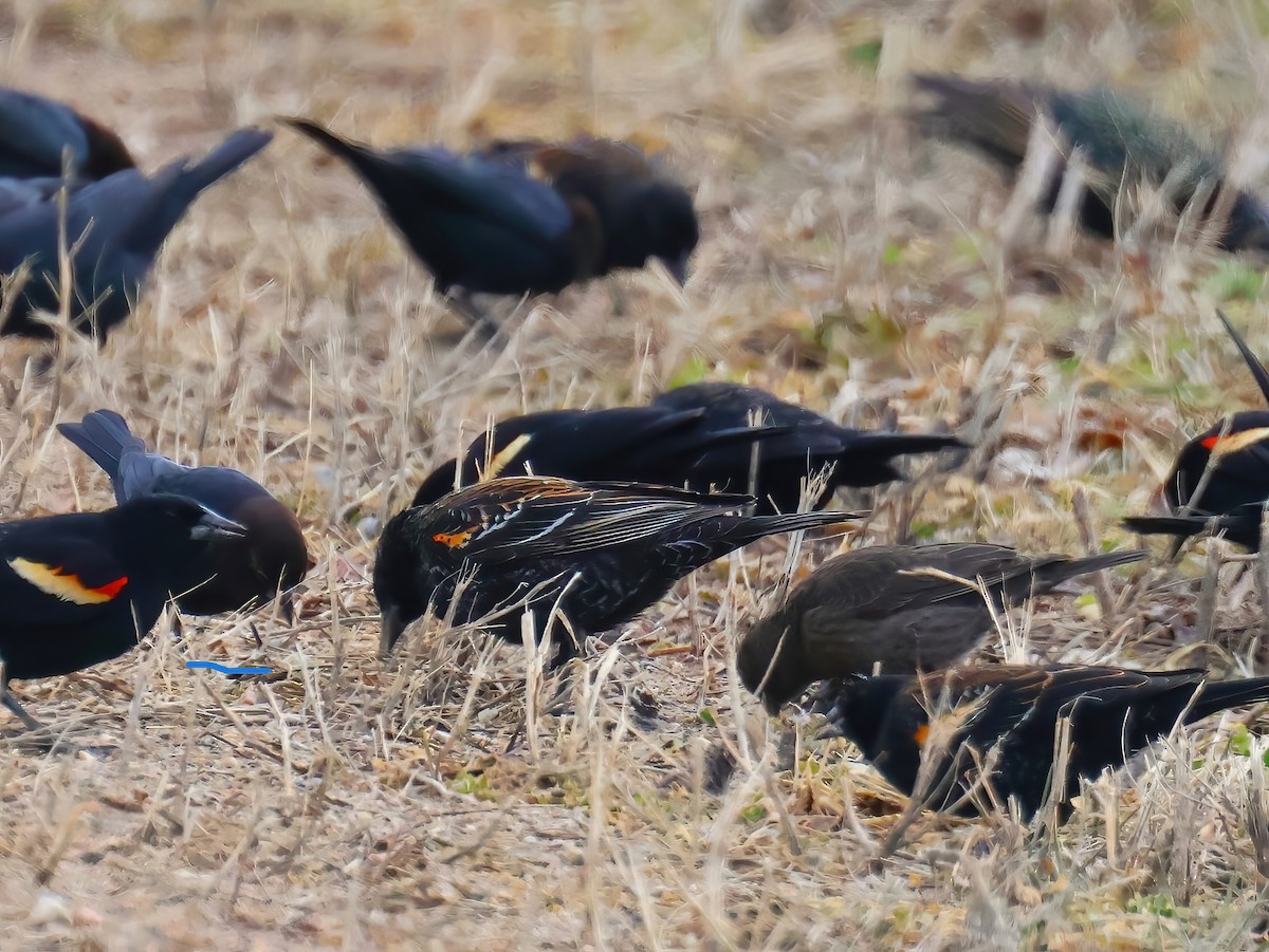 コウウチョウ - ML632233473
